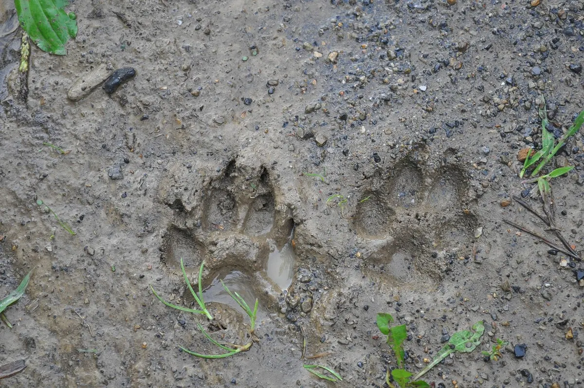 Badger Tracks and Signs: A Seasonal Identification Guide