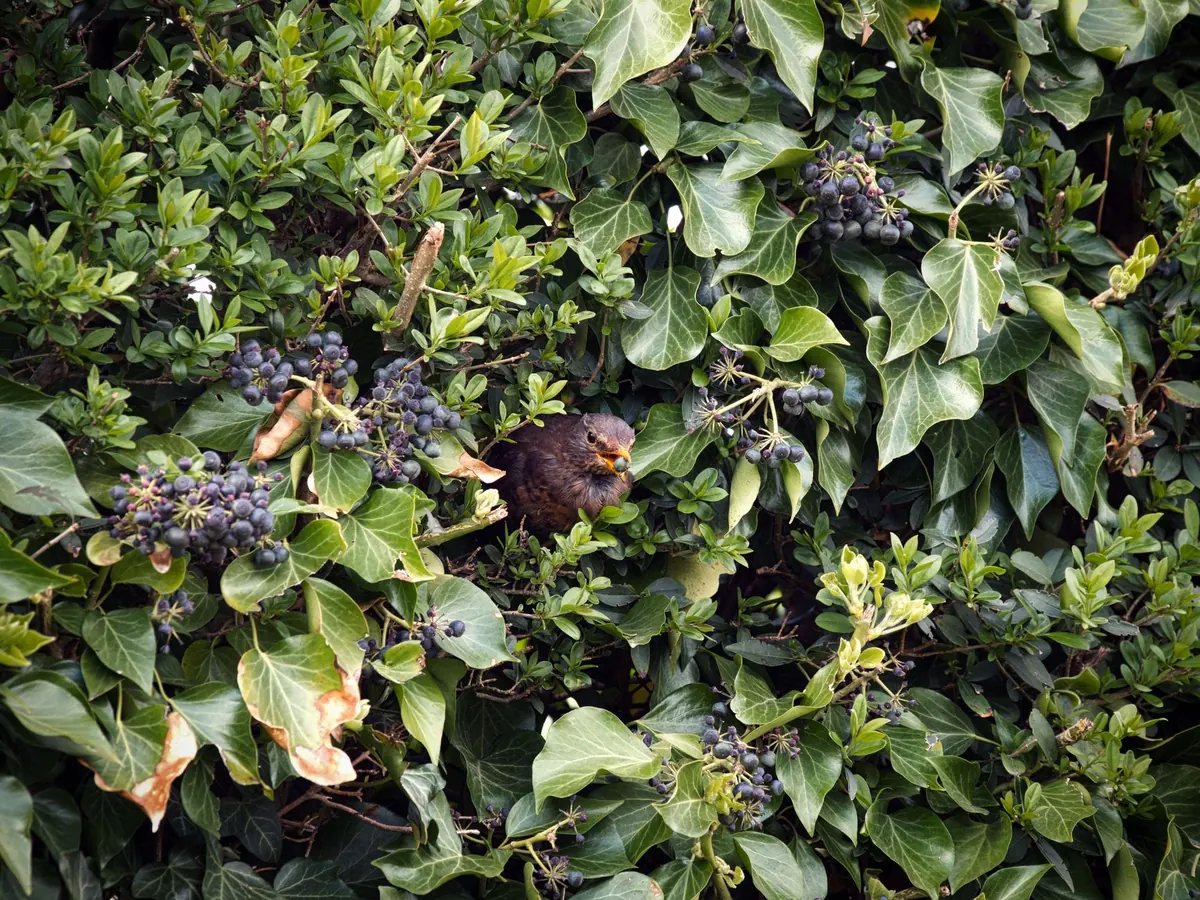 How to Create a Badger-Friendly Garden Without Encouraging Setts