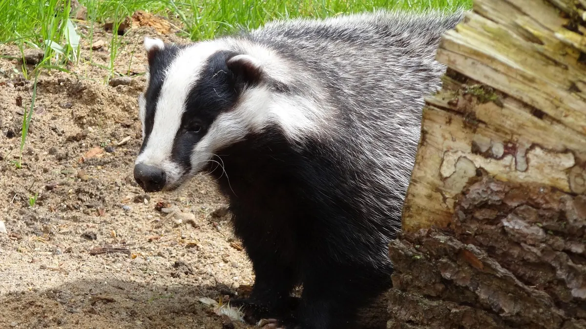 How to Identify a Badger Sett: A Field Guide for Beginners