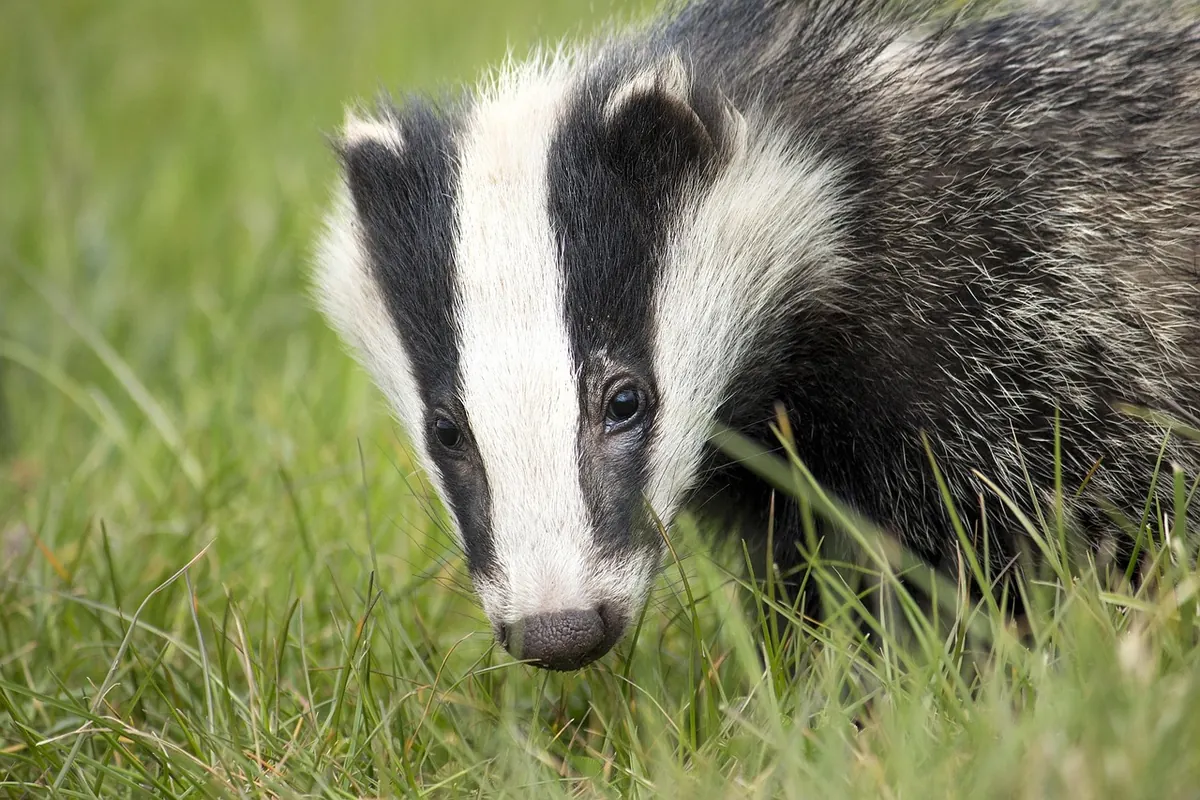 What to Do If You Find a Badger Cub Alone: A Rescue Explainer